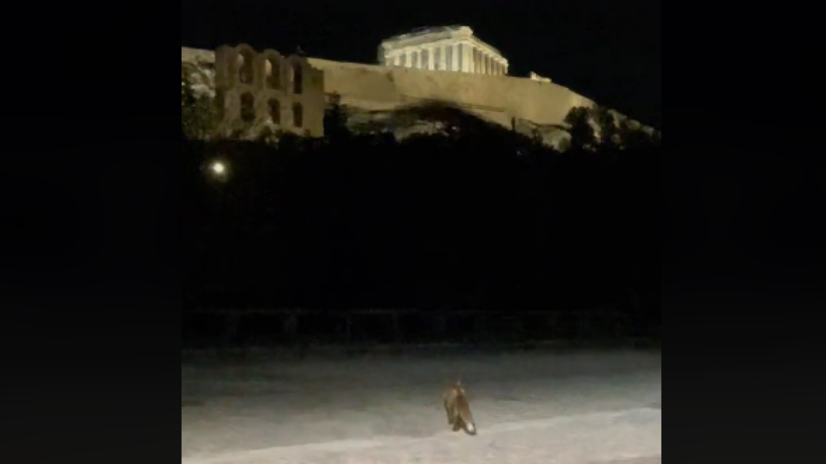 Αλεπού βγήκε βόλτα στην Ακρόπολη - Δείτε βίντεο