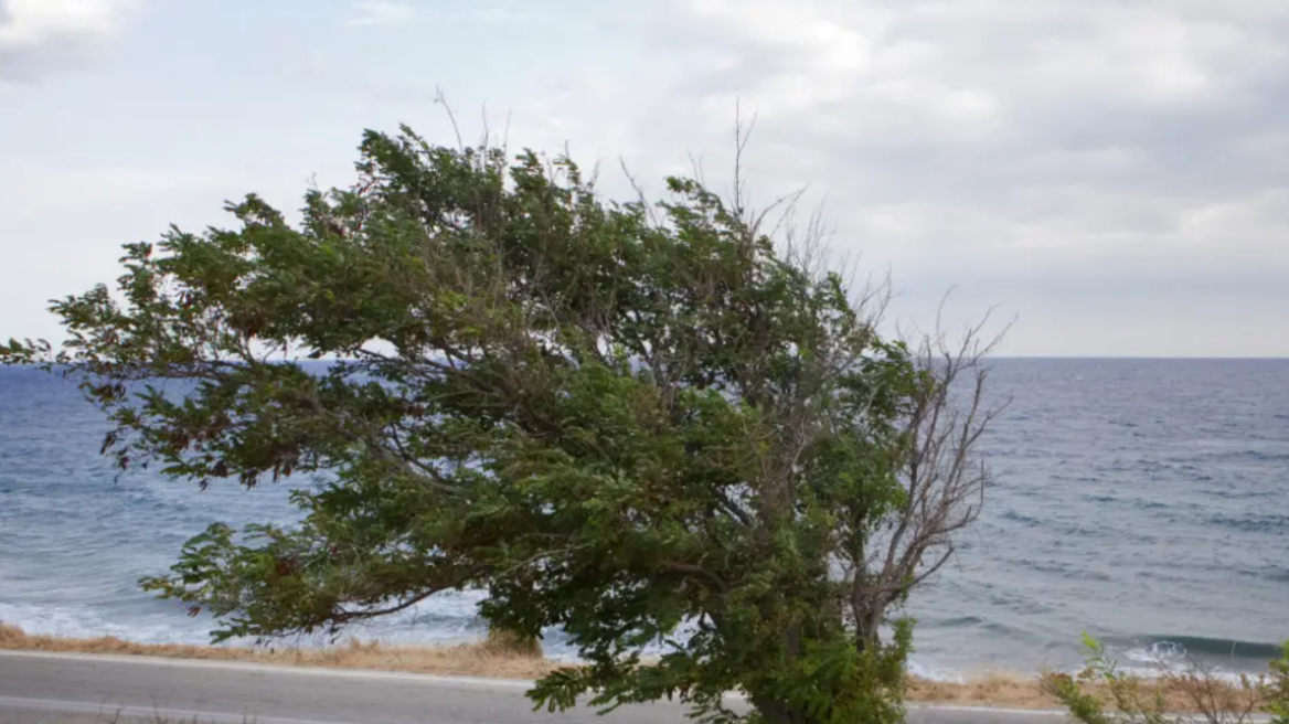 Καιρός: «Σαρώνουν» οι άνεμοι - Πάνω από 100 χλμ/ώρα οι ριπές του ανέμου στην Κάρυστο