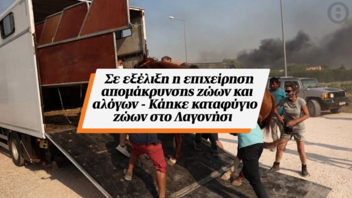 Σε εξέλιξη η επιχείρηση απομάκρυνσης ζώων και αλόγων - Κάηκε καταφύγιο ζώων στο Λαγονήσι