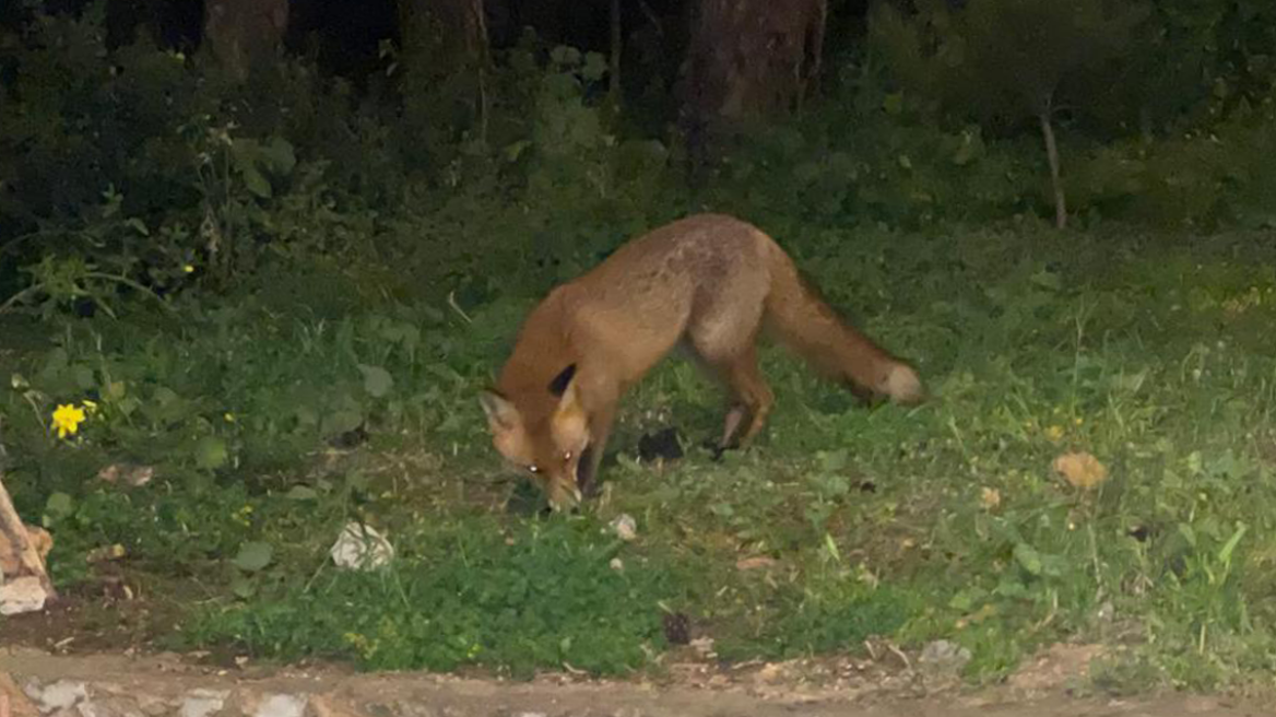 Τη βόλτα της στην Κρύπτη Αγίας Φιλοθέης έκανε χαριτωμένη αλεπουδίτσα - Δείτε φωτογραφίες