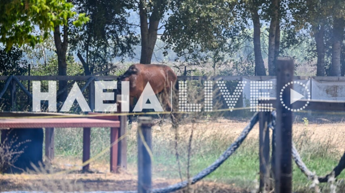 Φωτιά σε στάβλο με άλογα στον Πύργο - Απομακρύνθηκαν με ασφάλεια τα ζώα