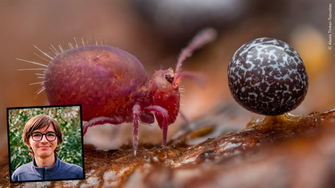 Wildlife Photographer of the Year 2024: Ελληνικής καταγωγής ο νικητής στην κατηγορία των μικρών - Φωτογραφίες