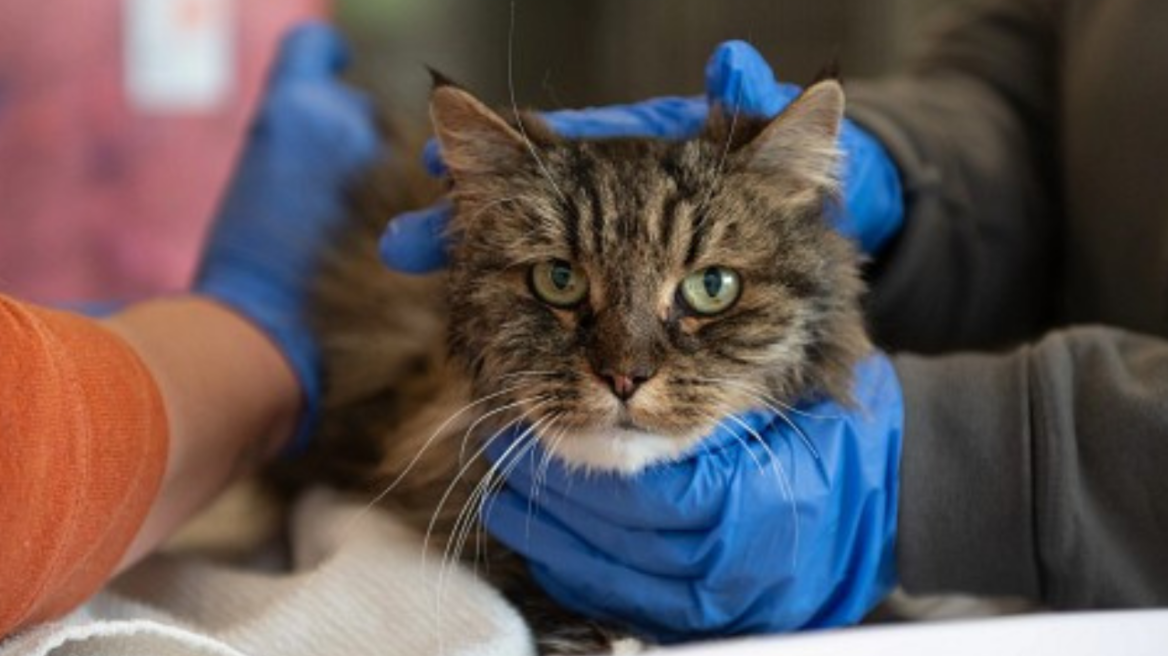 Γάτα επέζησε από πτώση 115 μέτρων- Οι κηδεμόνες της δεν τα κατάφεραν