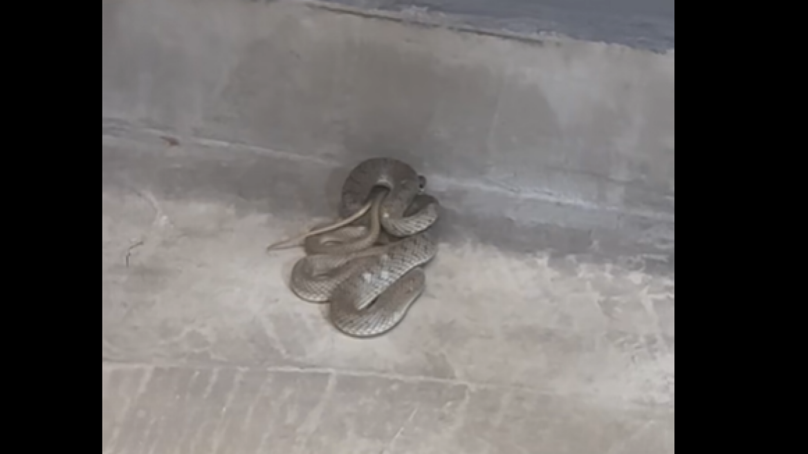 Αναστάτωση σε κουρείο στη Μενεμένη από «εισβολή φιδιού» - Δείτε βίντεο