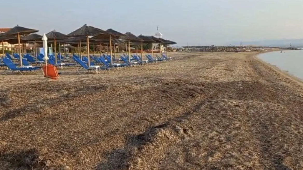 Γεμάτες φύκια οι ελεύθερες παραλίες στη Νέα Ποτίδαια ενώ οι χώροι μπροστά στα beach bar είναι καθαροί - Τι καταγγέλλουν οι κάτοικοι