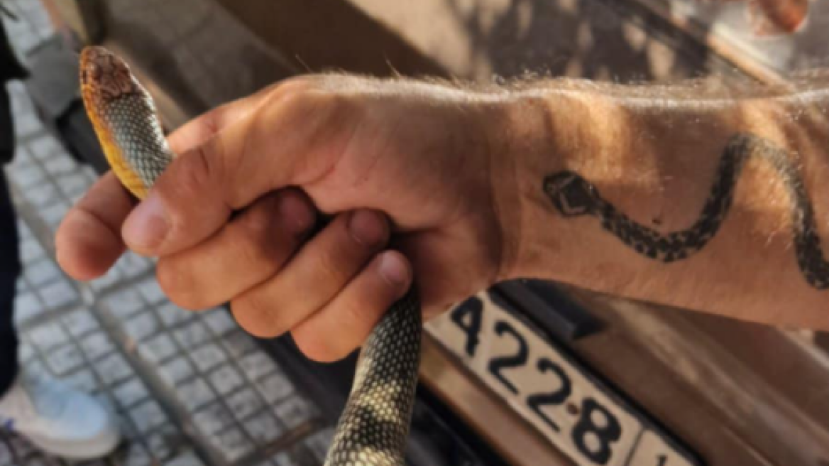 Φίδι βρέθηκε στο κέντρο της Καλαμαριάς - Δείτε βίντεο και φωτογραφίες