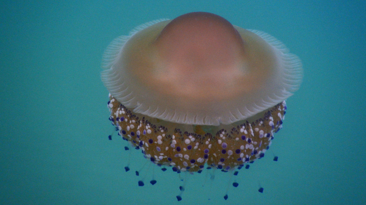 Επέστρεψαν οι μεσογειακές μέδουσες στις ελληνικές θάλασσες