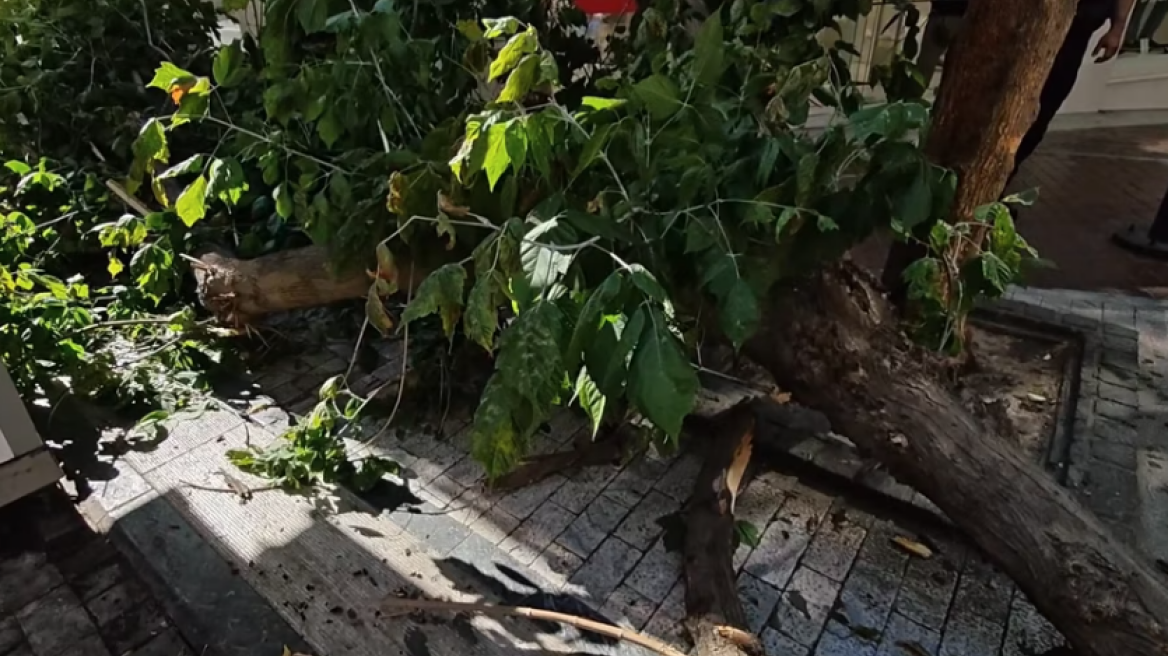 Έπεσε δέντρο στην Ερμού λόγω των ισχυρών ανέμων, δείτε βίντεο
