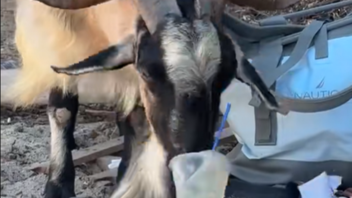 Κατσίκα πίνει μοχίτο σε παραλία στα Σύβοτα και γίνεται viral, δείτε βίντεο