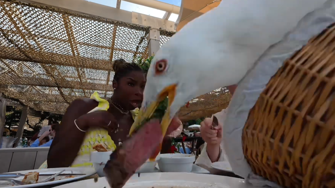 Θρασύτατος γλάρος άρπαξε φιλέτο 100 δολαρίων από ζευγάρι που έτρωγε στις Κάννες, δείτε βίντεο