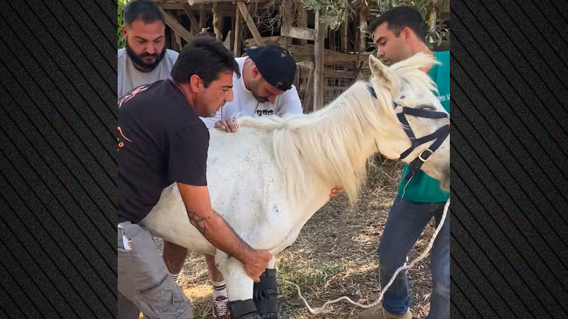 Η ιστορία της Μαριάνθης: Το ταξίδι ενός εγκαταλελειμμένου αλόγου από την Αιδηψό στην Αθήνα 