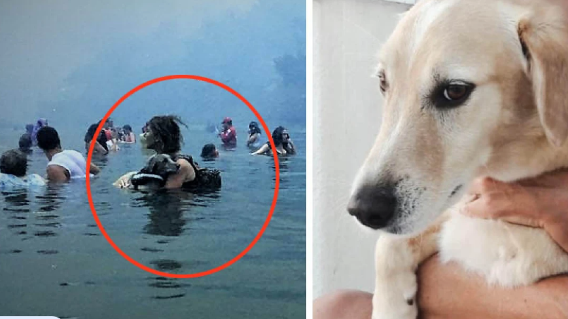 Πέθανε ο Αμόρ, ο σκύλος που έσωσε με αυταπάρνηση η κηδεμόνας του στο Μάτι