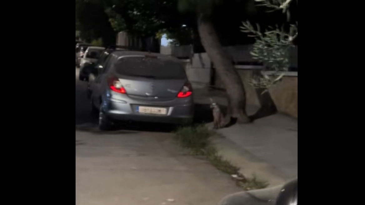 Αλεπούδες βγήκαν για... βόλτα στο Αιγάλεω - Δείτε βίντεο