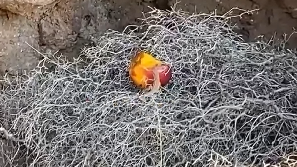 Ανακαλύφθηκε νέο είδος σαύρας στην Ελλάδα - Η μελέτη στη νησίδα Βελοπούλα στη Μήλο