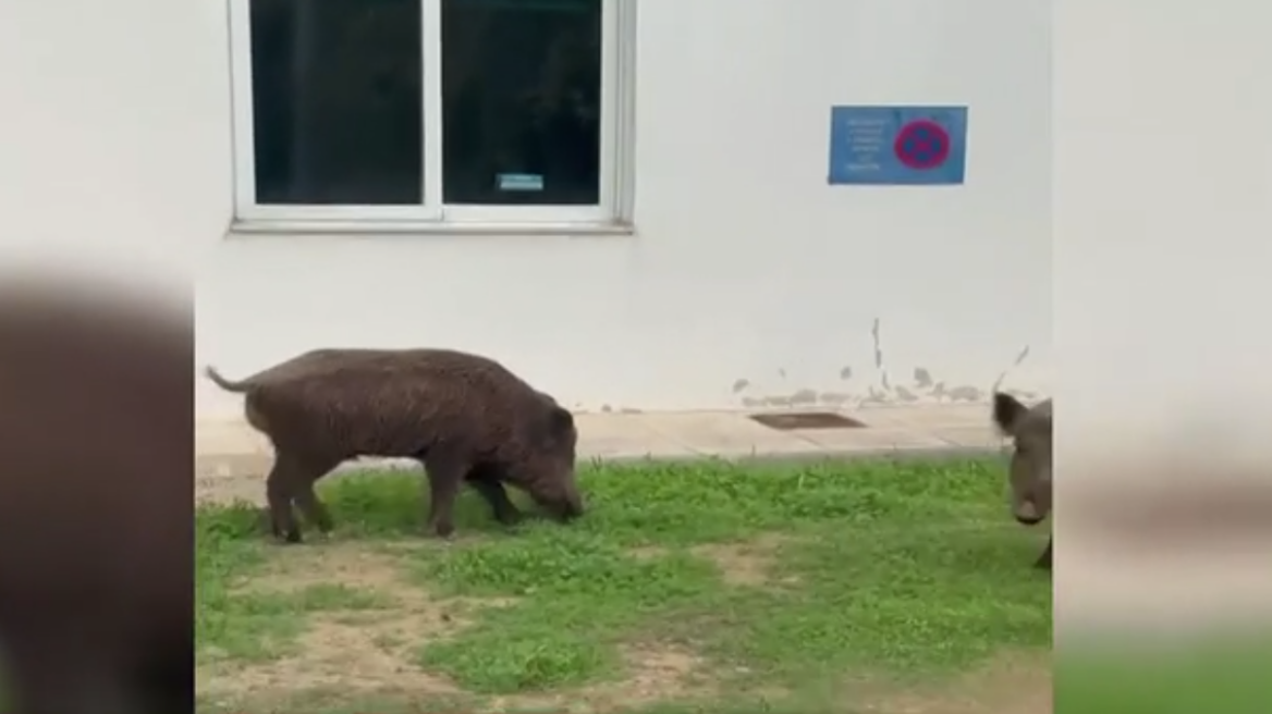Αγριογούρουνα μπήκαν στο Δαφνί και έτρωγαν το γκαζόν, ανήσυχοι οι εργαζόμενοι για ασφάλεια και περίφραξη - Δείτε βίντεο