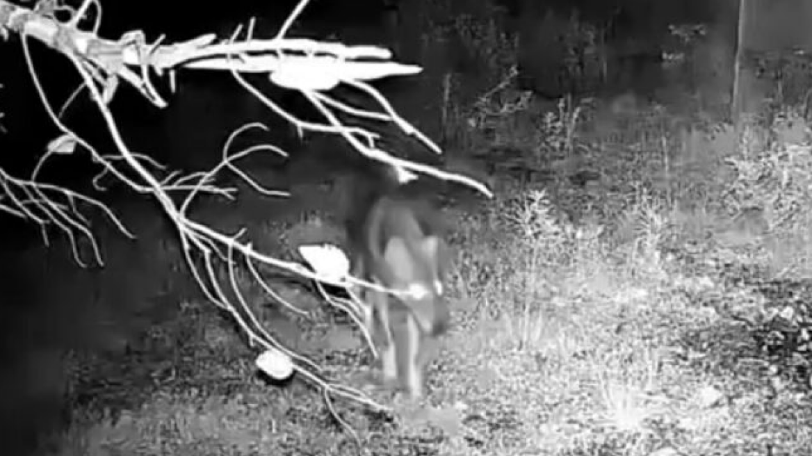 Συναγερμός στο Χαϊδάρι για λύκο στο Ποικίλο Όρος: Οι οδηγίες του δασαρχείου
