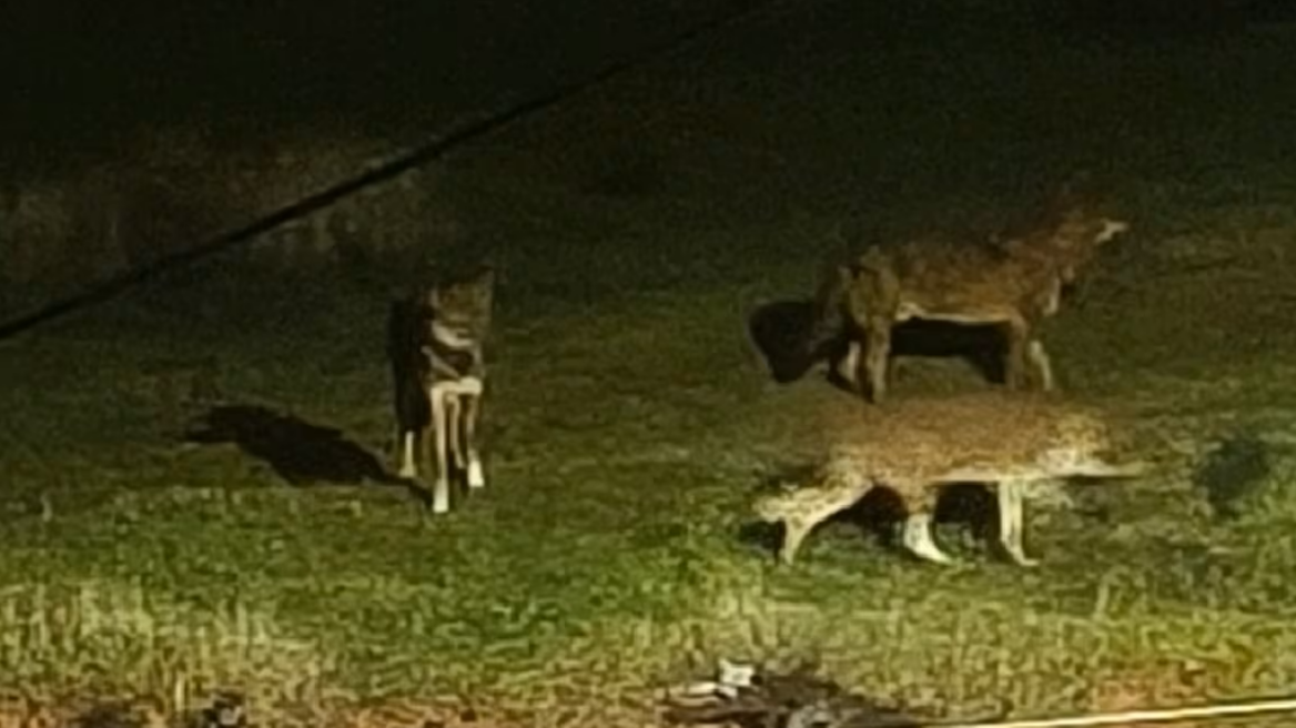 Λύκοι εμφανίστηκαν ξανά στο Πανόραμα Θεσσαλονίκης
