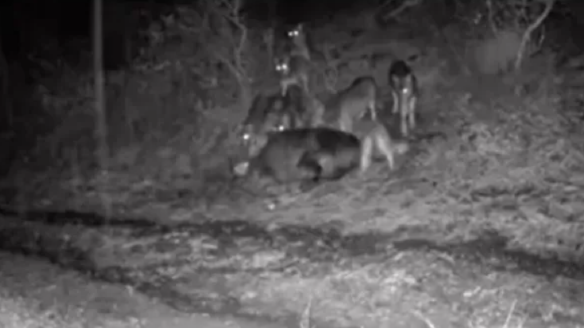 Ζαγόρι: Αγέλες λύκων πλησίασαν σπίτια σε χωριό, δείτε βίντεο
