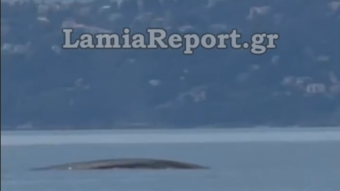 Φάλαινα εμφανίστηκε στον Θεολόγο Φθιώτιδας - Δείτε βίντεο