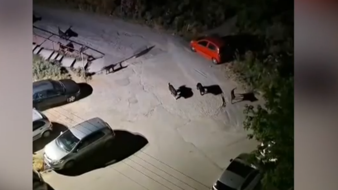 Αγέλη 20 σκύλων αναστατώνει περιοχές της Θεσσαλονίκης, «φοβόμαστε να κυκλοφορήσουμε» λένε κάτοικοι