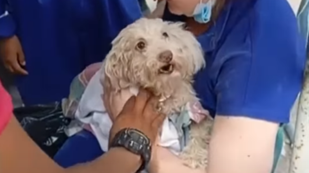 Απίστευτο: Σκυλάκι poodle βρέθηκε ζωντανό 29 μέρες μετά το σεισμό στη Βενεζουέλα