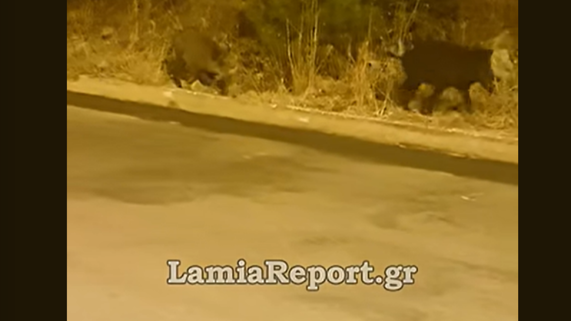 Αγριογούρουνα βγήκαν για βοσκή έξω από σπίτια στη Λαμία, δείτε βίντεο