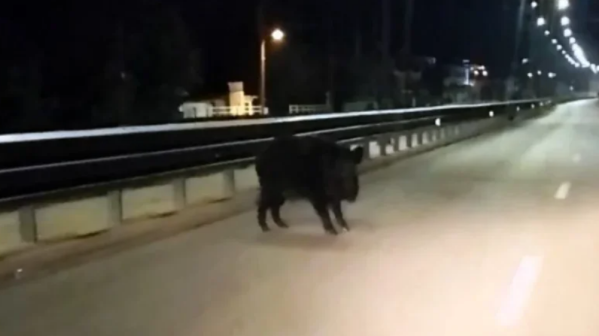 Αγριογούρουνο εμφανίστηκε σε κεντρική λεωφόρο των Ιωαννίνων, δείτε βίντεο