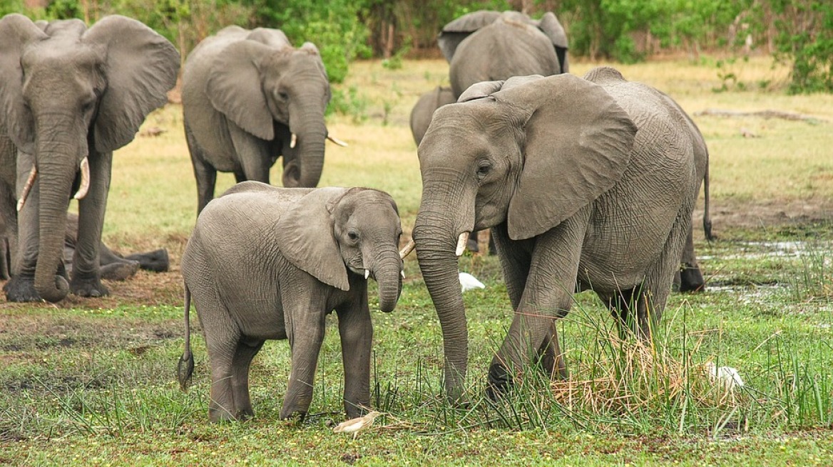 elephant-africa-ena