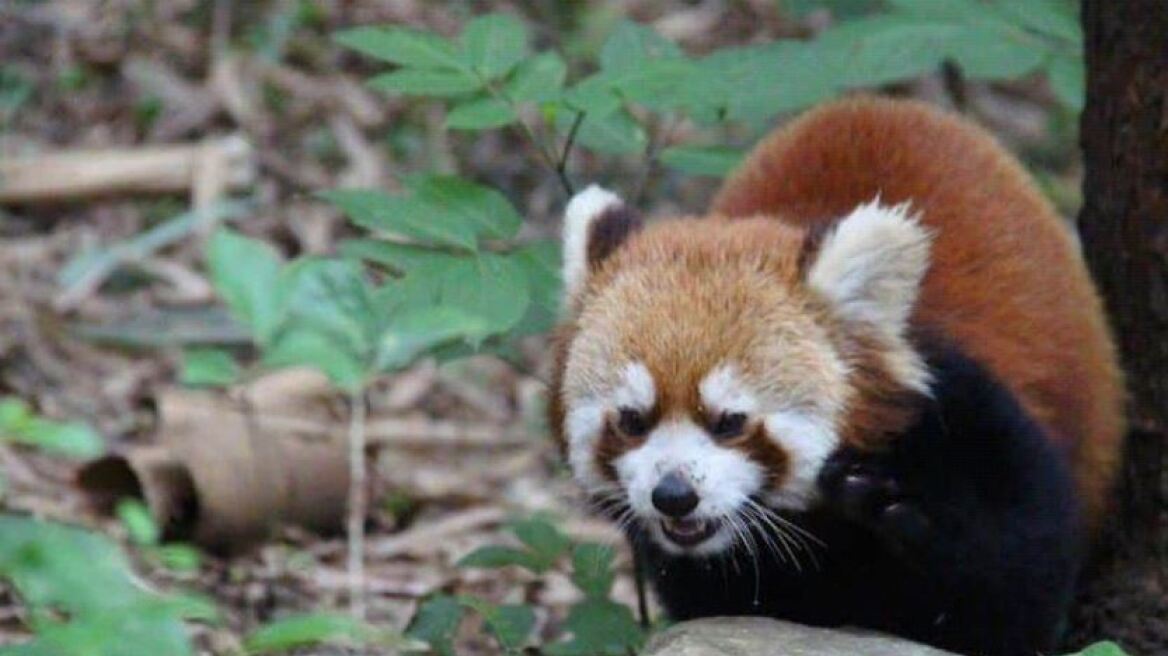 red-panda-china