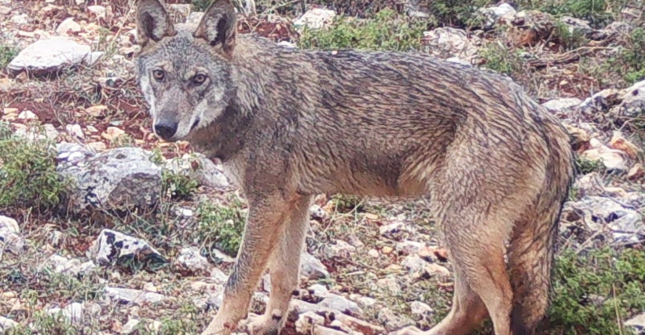 Επίθεση Λύκου στο Τατόι: «Με ακολούθησε, με δάγκωσε και με έγδαρε στη μέση»