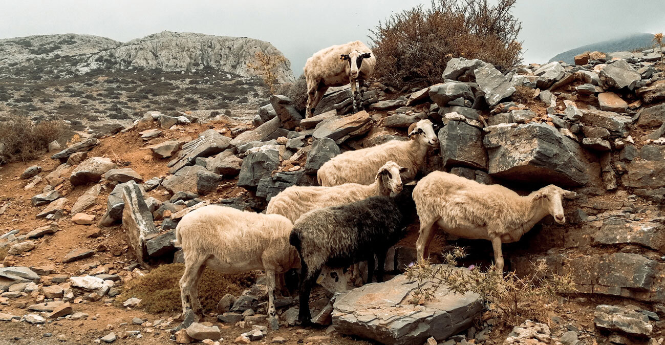 Από την «σπάνια φυλή αιγοπροβάτων Ρουμλουκίου» στις πραγματικές, αυτόχθονες ελληνικές: Η σημασία τους, ποιες και πόσες είναι, με τι ποσά επιδοτούνται 