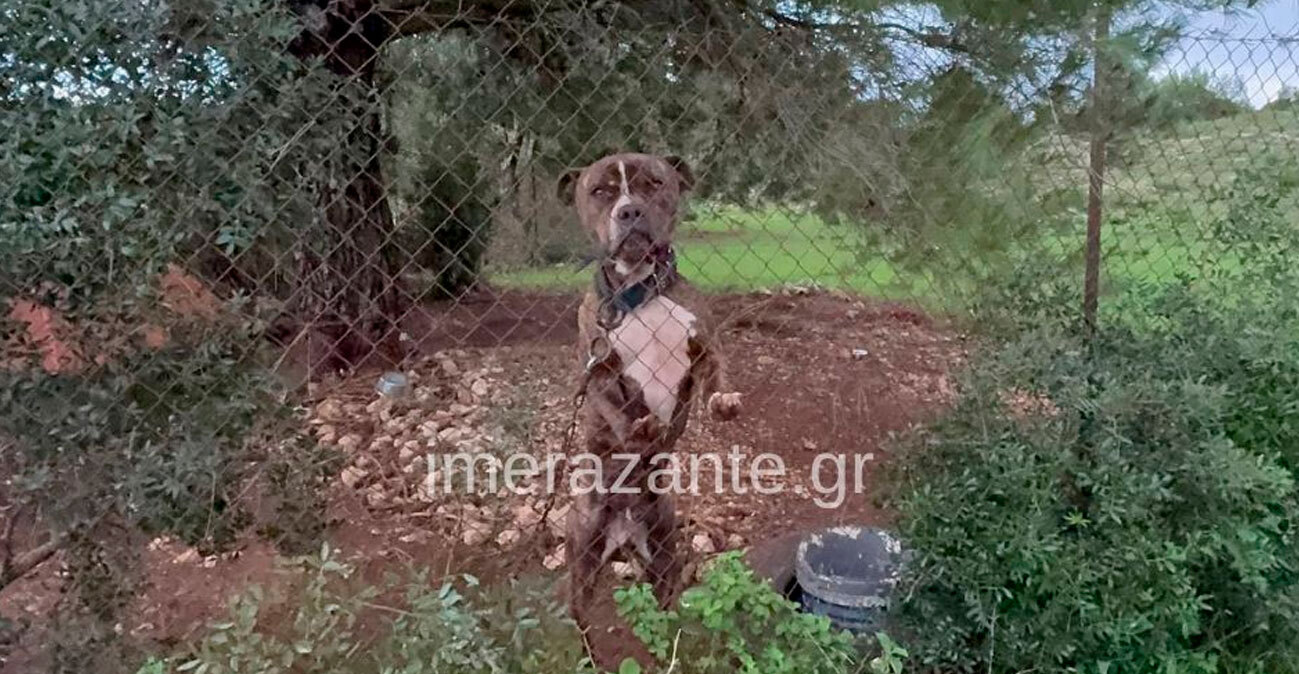 Τραγωδία στη Ζάκυνθο: Το επόμενο διάστημα θα αποφασιστεί αν θα θανατωθεί το πίτμπουλ που σκότωσε το 2χρονο παιδάκι