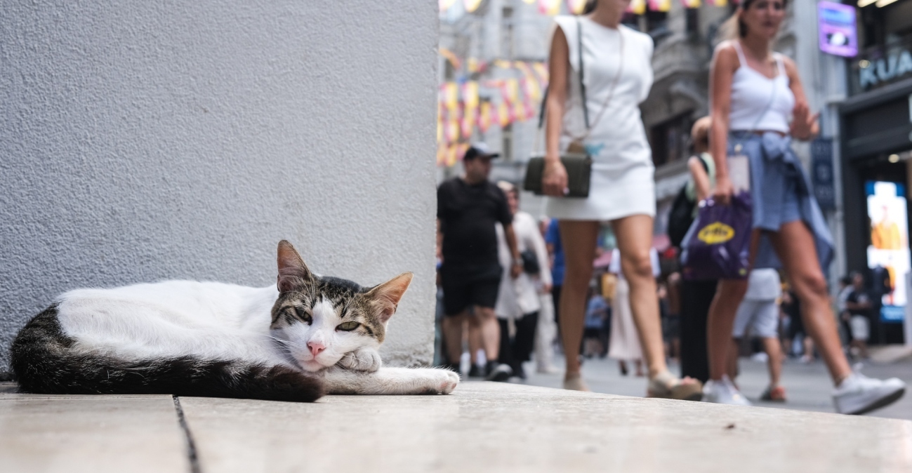 Μέσα στην πόλη που «κυβερνούν» οι γάτες: Η παράδοση από την Οθωμανική Αυτοκρατορία και τα ζώα-σύμβολα της Κωνσταντινούπολης