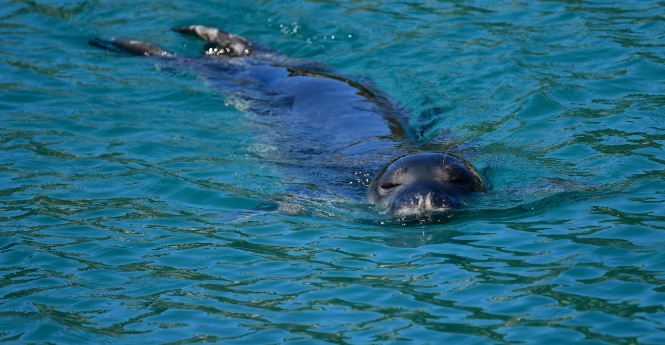 Ο Guardian μιλάει για ελληνική τραγωδία: Οι σπάνιες φώκιες Μονάχους - Μονάχους κρύβονται σε σπηλιές για να ξεφύγουν από τους τουρίστες