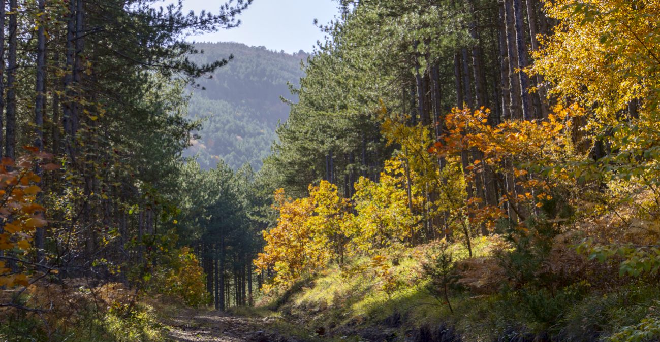 Συναγερμός στα ορεινά δάση της Πελοποννήσου: Τα ελληνικά έλατα πεθαίνουν μαζικά χωρίς να έχουν καεί