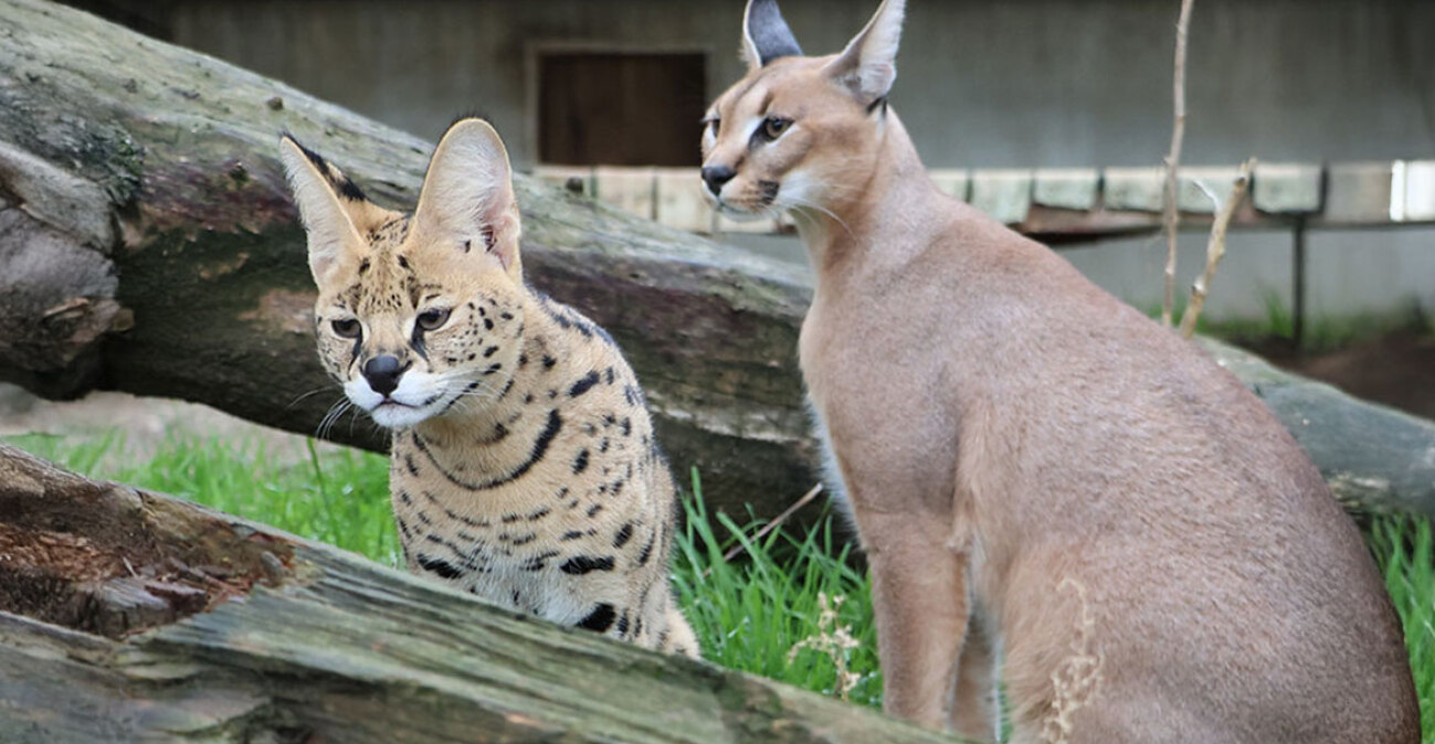 Τελωνειακοί στη Γαλλία κατάσχεσαν δύο σπάνια αιλουροειδή: Ο ιδιοκτήτης τους τα πέταξε από το μπαλκόνι, φωτογραφίες