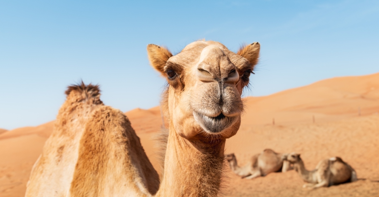 Σάλος σε καλλιστεία καμηλών στο Ομάν: Οι διοργανωτές απέκλεισαν 20 ζώα για... μπότοξ και αισθητικά εμφυτεύματα