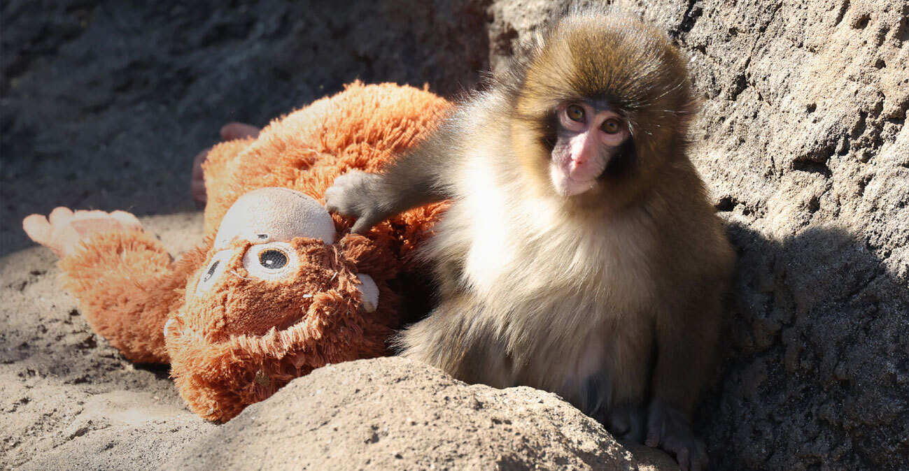 Ανησυχία για τον Παντς που έγινε viral αγκαλιάζοντας λούτρινο αρκουδάκι: Τον εκπαιδεύουν με καψόνια οι κυρίαρχες μαϊμούδες, απαντά ο ζωολογικός