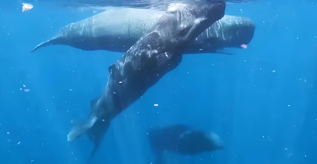 Η στιγμή που θηλυκές φάλαινες συνεργάζονται κατά τη διάρκεια γέννας για να προστατεύσουν νεογέννητο, δείτε βίντεο