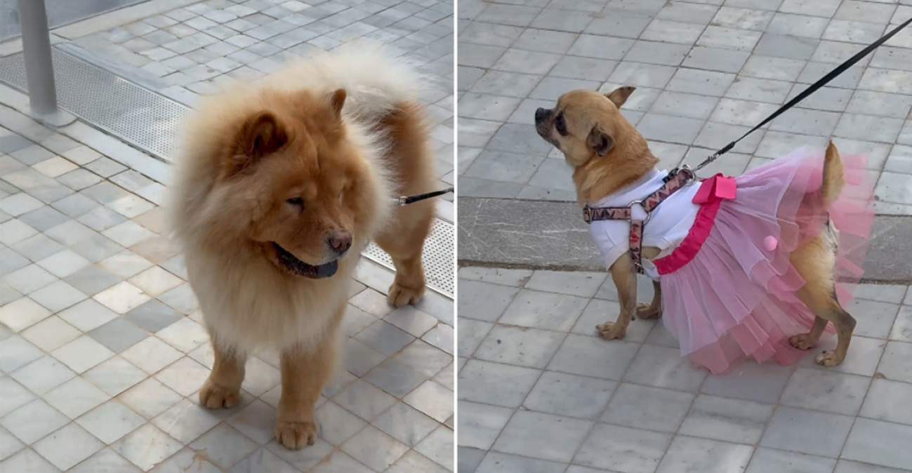 Η πρώτη αγκαλιά που σημαίνει πολλά: Η στιγμή που υιοθετούνται σκύλοι και γάτες στο Woof Festival 2026 από topetmou.gr