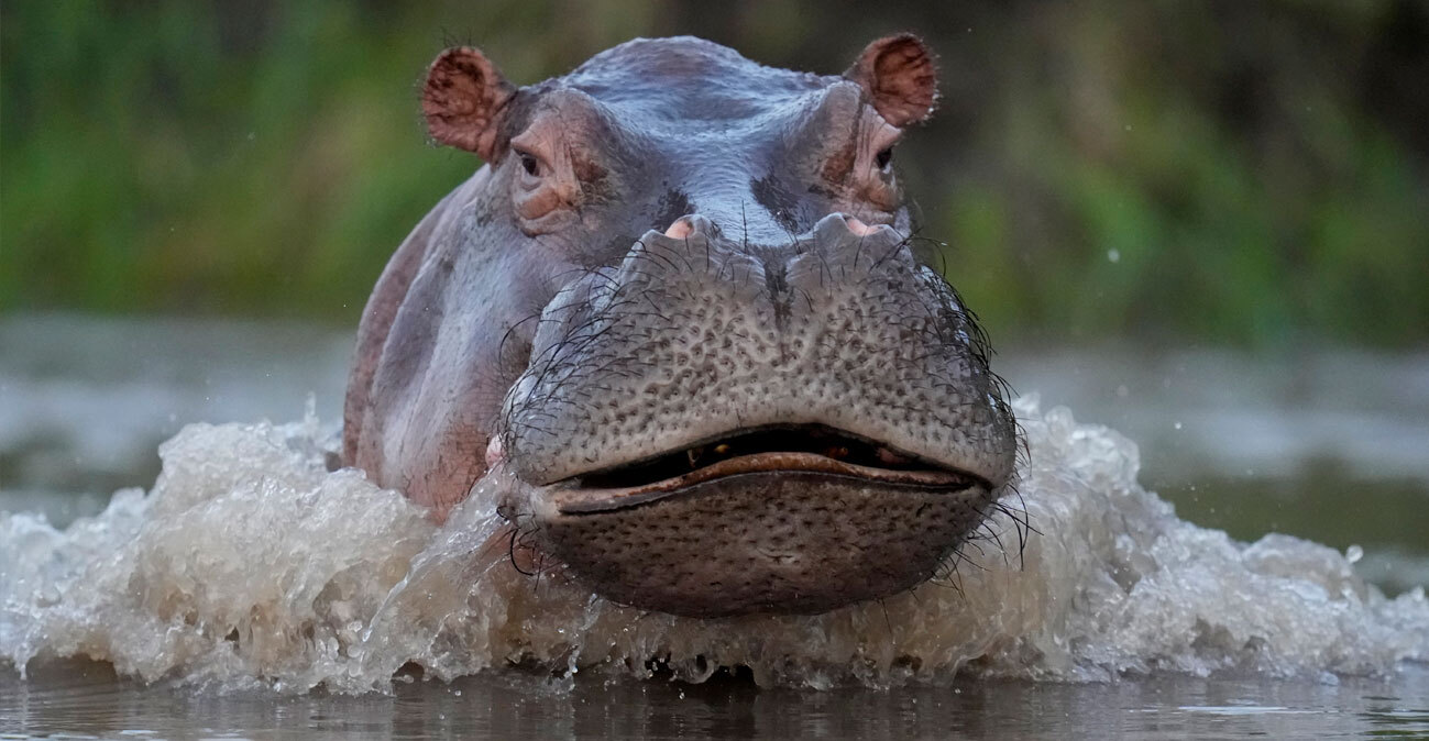 Κανείς δεν θέλει τους ιπποπόταμους του Πάμπλο Εσκομπάρ: Η ευθανασία ως μόνη λύση, η οικολογική απειλή και οι ακτιβιστές που αντιδρούν
