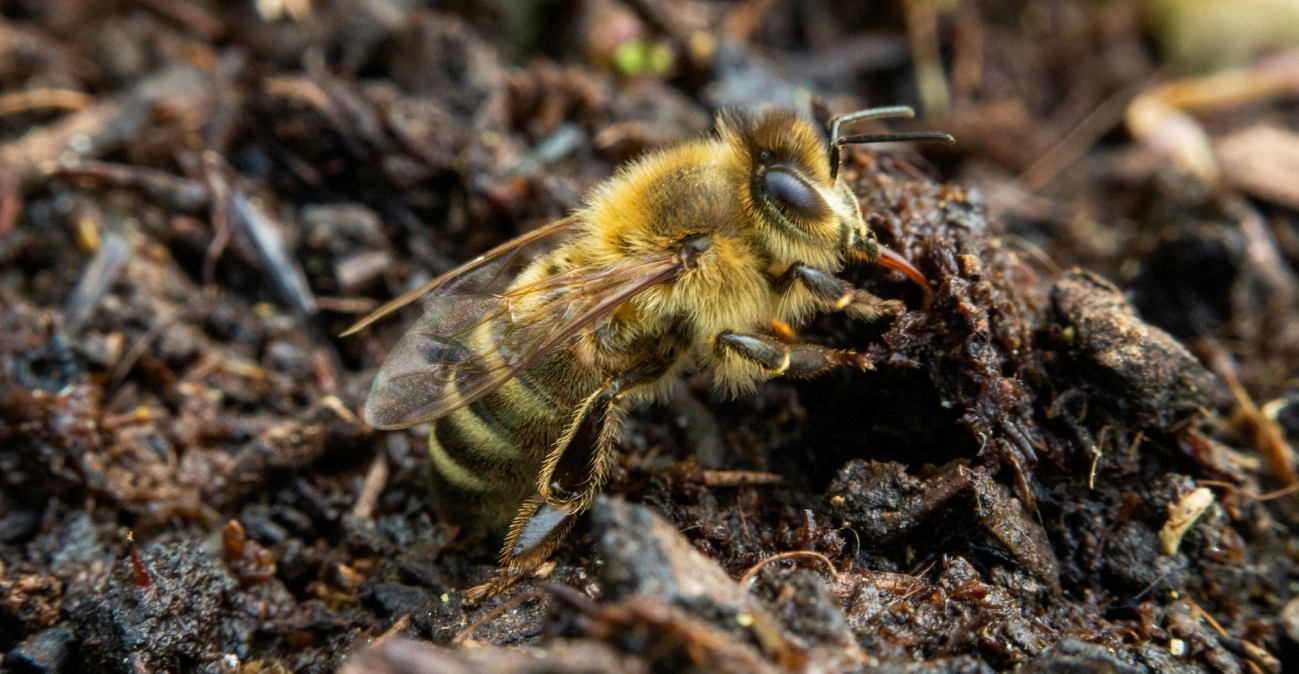 Γυναίκα που έκοψε δρόμο για να πάει στη δουλειά της ανακάλυψε 5,5 εκατομμύρια σπάνιες μέλισσες κάτω από νεκροταφείο στις ΗΠΑ
