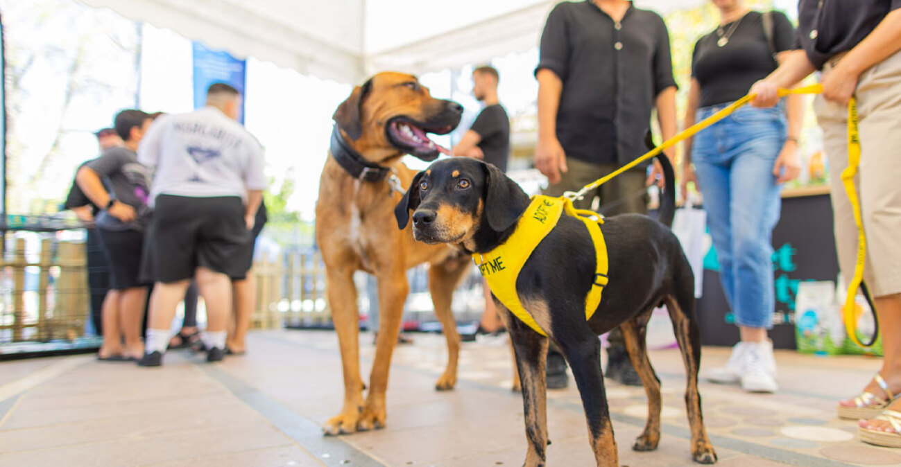 Πλήθος κόσμου στο 6ο A Day With My Pet στην Ελευσίνα: Η μεγάλη γιορτή του topetmou.gr για τους τετράποδους φίλους μας, δείτε βίντεο και φωτογραφίες