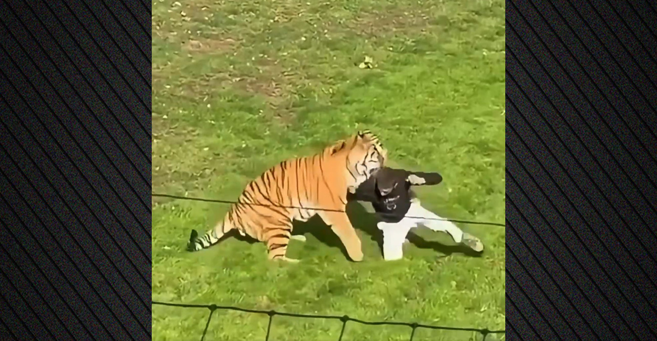 tiger-hor