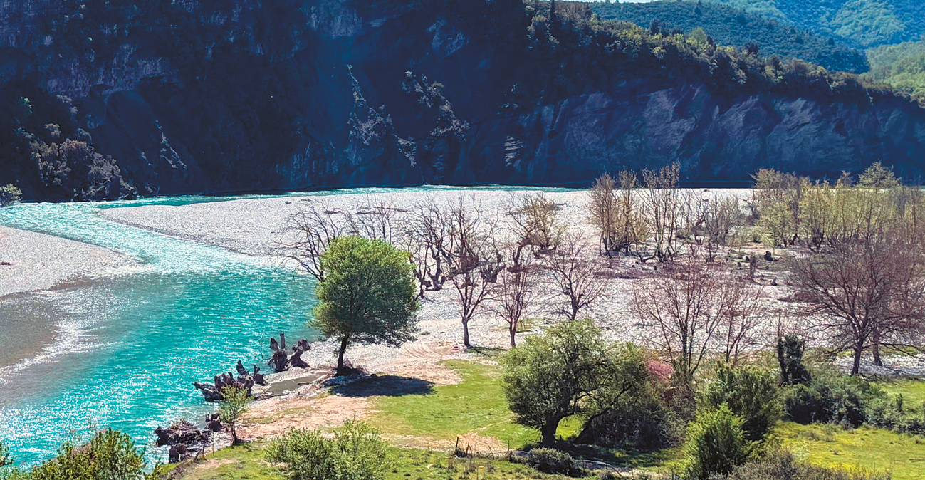 Μύκητες εισαγωγής σκοτώνουν τα ελληνικά δάση - Ποιες περιοχές βρίσκονται στο κόκκινο