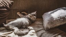 Μπορώ να κολλήσω γρίπη το κατοικίδιο μου;