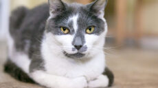 Πώς να μάθετε στη γάτα σας το όνομά της