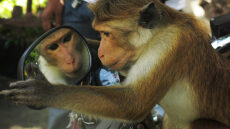 Ενδιαφέρουσες αλήθειες που ίσως δεν γνωρίζατε για τις μαϊμούδες