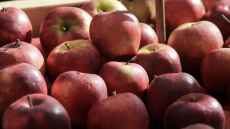 Taste Atlas: Τα μήλα Ζαγοράς στην πρώτη θέση με τα καλύτερα του κόσμου