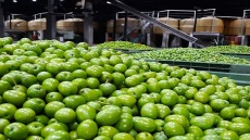 Κουκουλοφόροι έκλεψαν 33 σακιά με ελιές από Συνεταιρισμό της Μεσσηνίας με κλεμμένο όχημα από δήμο - Δείτε βίντεο